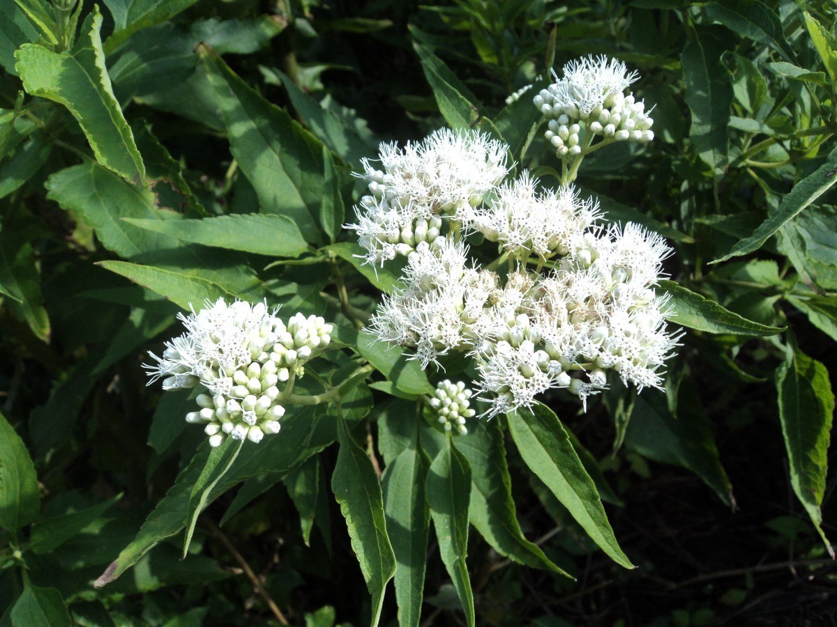 Austroeupatorium inulifolium (Kunth) R.M.King & H.Rob.